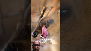 About Muntjac deer 🙀 hunting deer deerhunting wildlife muntjac shorts short shortvideo [upl. by Kenyon]