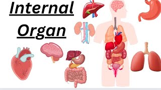 Internal organ of human body  Internal organs  Body parts  Parts of our body [upl. by Nov414]