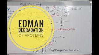 Edman Degradation of Proteins [upl. by Ebanreb568]