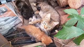 Katzenbabys 4 Wochen und Rotschwänzchen Küken im Einklang  sweet  cute cats  Wilde Kitten [upl. by Rowe]