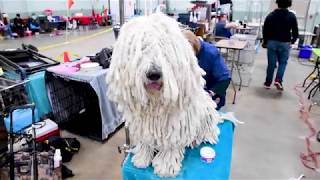 Addison the Komondor get groomed for the Celtic Classic All Breed Dog Show [upl. by Nylecoj]