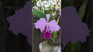 🌱🌷🌹 Que espetáculo de Cattleya trianae cultivada na cerâmica 🌱🌷🌹 [upl. by Ilatfan]