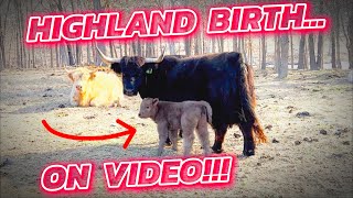 Highland Cows Incredible Birthing Process [upl. by Cran143]