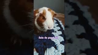 porquinhodaindia pets fofinho shortvideos [upl. by Lucier]