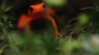 Golden Mantella Mantella aurantiaca Feeding [upl. by Kenton]