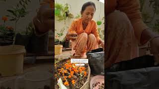 Make Nematodes Infested Soil Healthy🦠Organic🌿ट्रीट निमेटोड इंफेस्टेड सॉइल ashasgardenstoryshorts [upl. by Thurber]