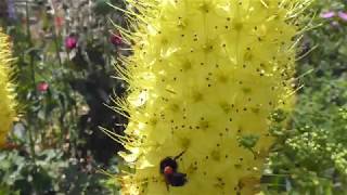 Foxtail lily  Eremurus bungei  Gullsteppunál  Kleópötrunál  Sumarblóm [upl. by Atal]