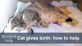 🐱 How to help your cat during labor [upl. by Airb888]