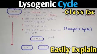 Lysogenic Cycle Of Bacteriophage Fully Explained  Class 11 Biology [upl. by Drwde]