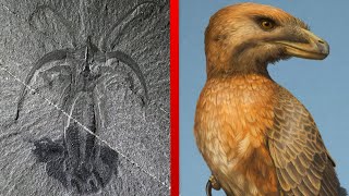 The Most Important Discoveries in Paleontology  Part 2 [upl. by Aaren]