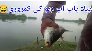 پیلا پاپ اپ رہو کی کمزوری منگلا ڈیم میرا پنگیاں کا شکار fishing freshwater freshwaterfish fish [upl. by Odranreb]