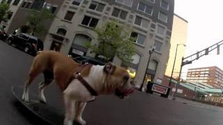 max the bulldog skating on market street [upl. by Niliak]