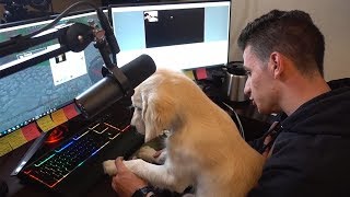 MY DOG PLAYS MINECRAFT WITH MOOSECRAFT [upl. by Nimsaj]