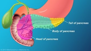 The Role and Anatomy of the Pancreas [upl. by Alue632]