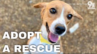 How to adopt one of 4000 beagles rescued from a Virginia facility [upl. by Aronas]