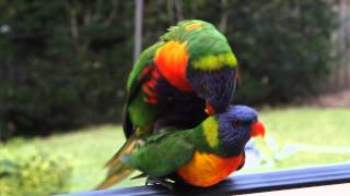 Two Wild Rainbow Lorikeets having sexmating with each other [upl. by Busby]