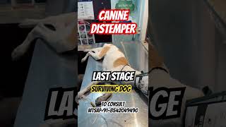 Canine Distemper Last Stage Surviving Dog [upl. by Rebak452]