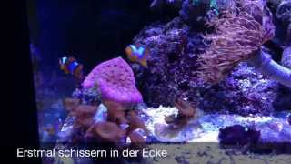 Clownfisch Babys im offenen Becken 10 Wochen nach Geburt  inZoom  Meerwasser Live TV [upl. by Ahtanoj20]