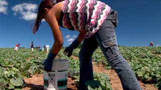 Fingers to the Bone Child Farmworkers in the United States [upl. by Aveer]