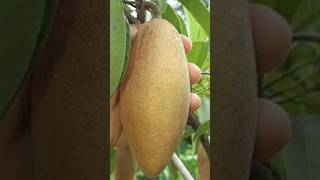 Sapota Banana  New Sapoto Plant  Thailand Sapota  New Fruit plants shorts [upl. by Romine]