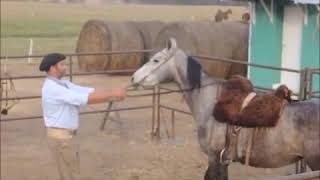 Domadores de Caballos Cria Polo ArgentinoParada y reculada Tero Magnano [upl. by Eirrek]