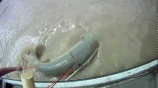 Team Slowpokes Alligator Gar  Bowfishing [upl. by Krock]