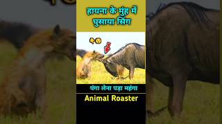 इनके जीवन में पैदा होते ही मुसीबतें शुरू होती है shorts facts animalroaster [upl. by Constancy44]