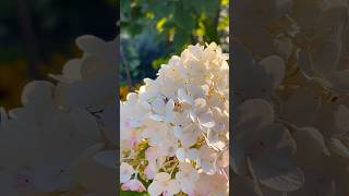 Hydrangea panicle quotGrandifloraquot hydrangea hydrangeaflower flowers flower nature [upl. by Navak]