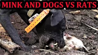 Rubbish Rat Eradication with Mink and Dogs [upl. by Inaleon597]