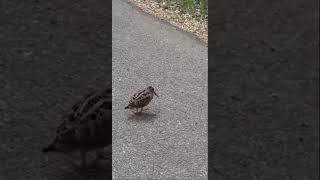 American woodcocks demonstrating some moves bird sparrowbelvi woodcocks [upl. by Milstone]