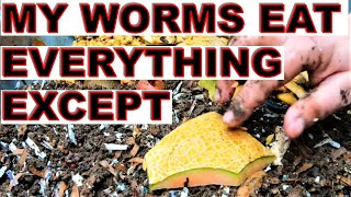 I Feed My Worms Everything Except 1 Thing Never Again ENC Worm Bin [upl. by Lexy673]