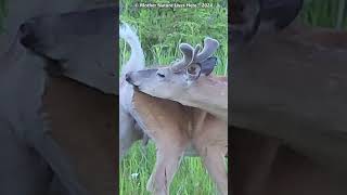 Beautiful Whitetailed buck selfgrooming 2 deer venados whitetaildeer buck ciervo [upl. by Ihteerp39]