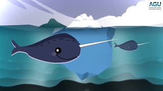 Listen to narwhals click buzz and whistle [upl. by Ahsille57]