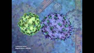 lysosome 3d animation and function [upl. by Rue]