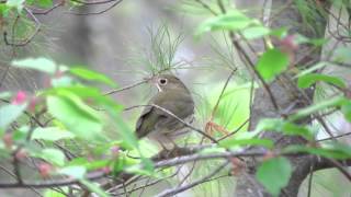 Ovenbird on a perch chipping [upl. by Miksen]