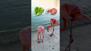 How Flamingos Get Their Pink Color [upl. by Amihsat857]