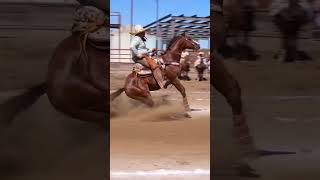 Tá sem esbarrar cavalos cavalo horse vaquejada cavalopaixao fazenda vaqueiro [upl. by Ilak908]