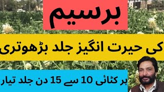 How to Grow Berseem Crop Fastly  برسیم کی فصل کی حیرت انگیز بڑھوتری  Clinic Agro Farm [upl. by Sulohcin444]