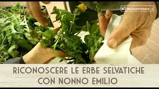 Riconoscere Le Erbe Selvatiche con Nonno Emilio [upl. by Bocoj]