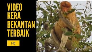 bekantan Proboscis Monkey [upl. by Kenzie]