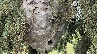 Crazy active Bald face hornet nest removal bonus crushing hornet nest by hand at end [upl. by Idzik]