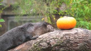 North American River Otters [upl. by Imuya]