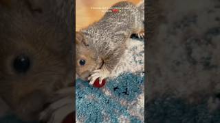 🍼 Trending 🔥 Squirrel 🐿️ squirrel nature rescue love shorts youtubeshorts trending [upl. by Sandy52]