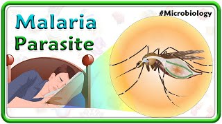 Malaria Parasite Lifecycle🦟 Clinical manifestations Complications Diagnosis amp Treatment  USMLE [upl. by Cherey]