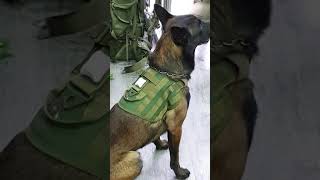 Arnés ligero para perros con sistema molle [upl. by Nedry]