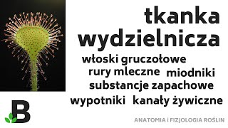 Tkanka Wydzielnicza  Utwory Wydzielnicze Powierzchniowe Wewnętrzne Włoski Gruczołowe Miodniki  385 [upl. by Giguere]