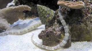 Shallow Reef Aquarium [upl. by Merta]