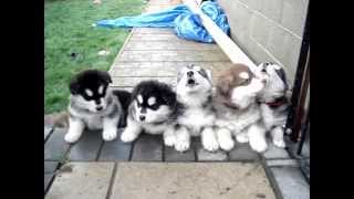 Copy of Pups 4 weeks old howling [upl. by Bel]