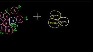 Monoclonal Antibody Production [upl. by Bully472]