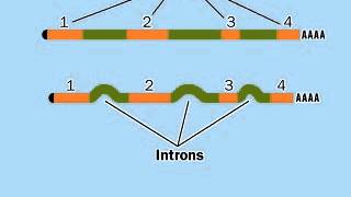 PostTranscriptional modification mRNA  RNA Processing [upl. by Acirred]